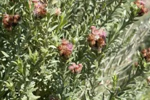 Green plant with pink and brown flowers.