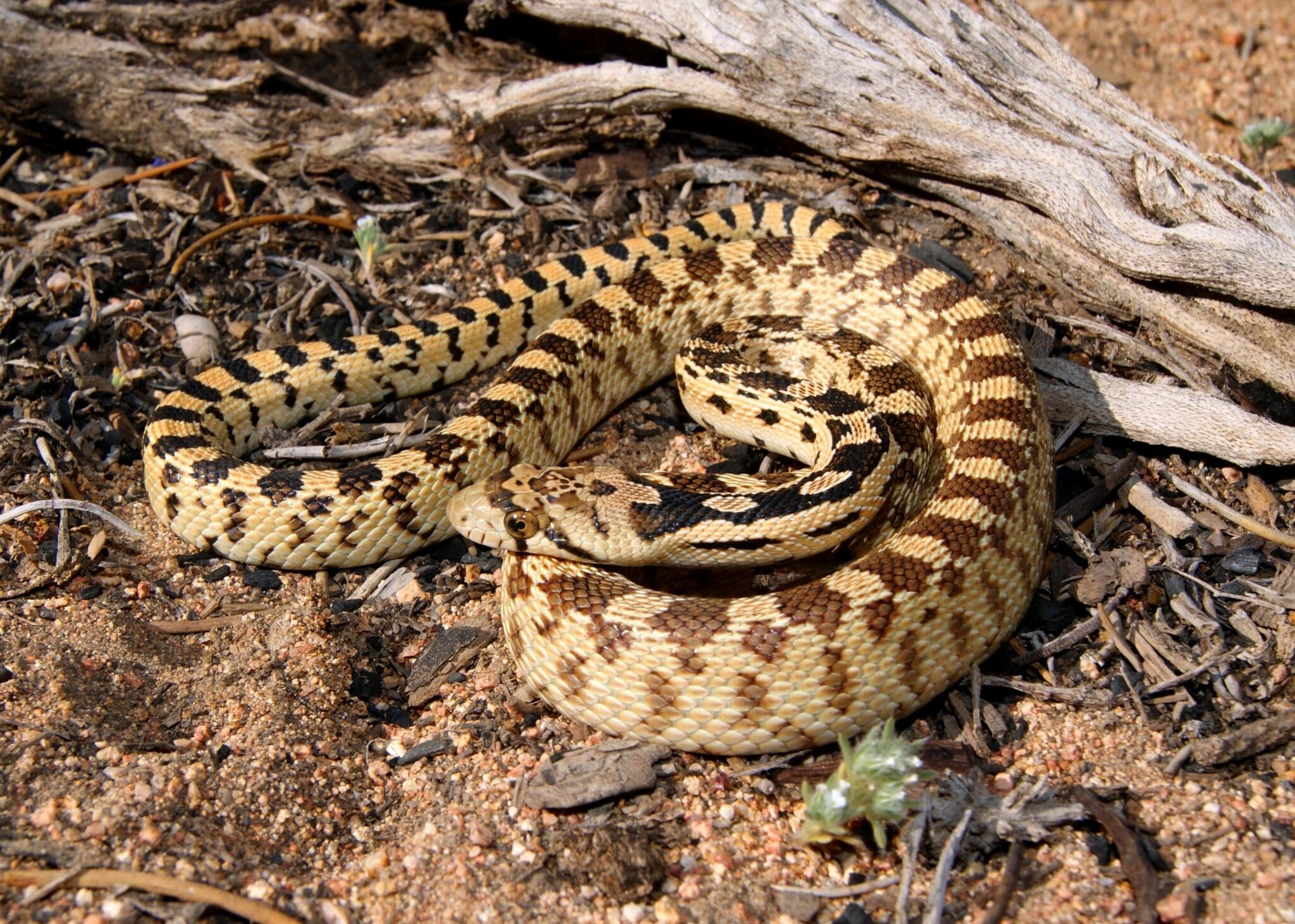 Snake Sat Clark County Wetlands Park & Wetlands Park Friends Present, “Snakes of ...
