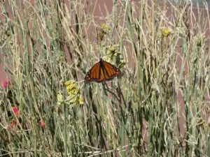 Butterfly on dry plants in sunlight.