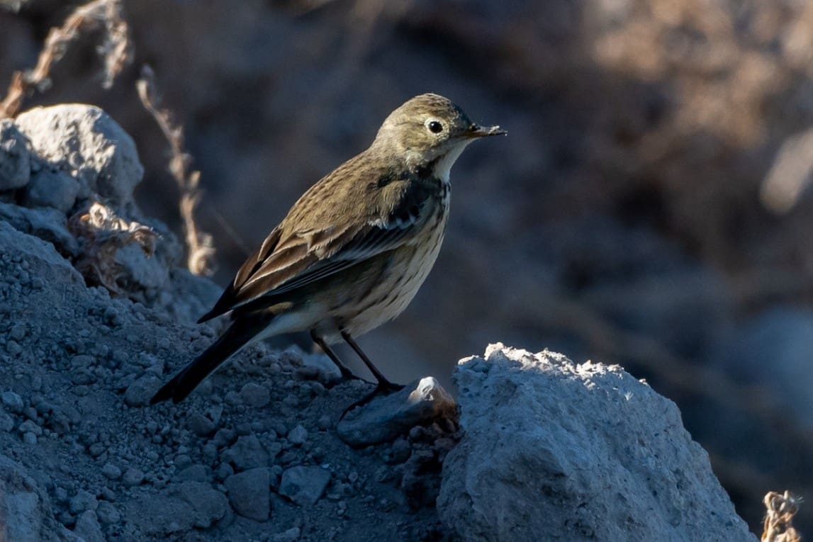 American Pipit Walker 01.24.2026