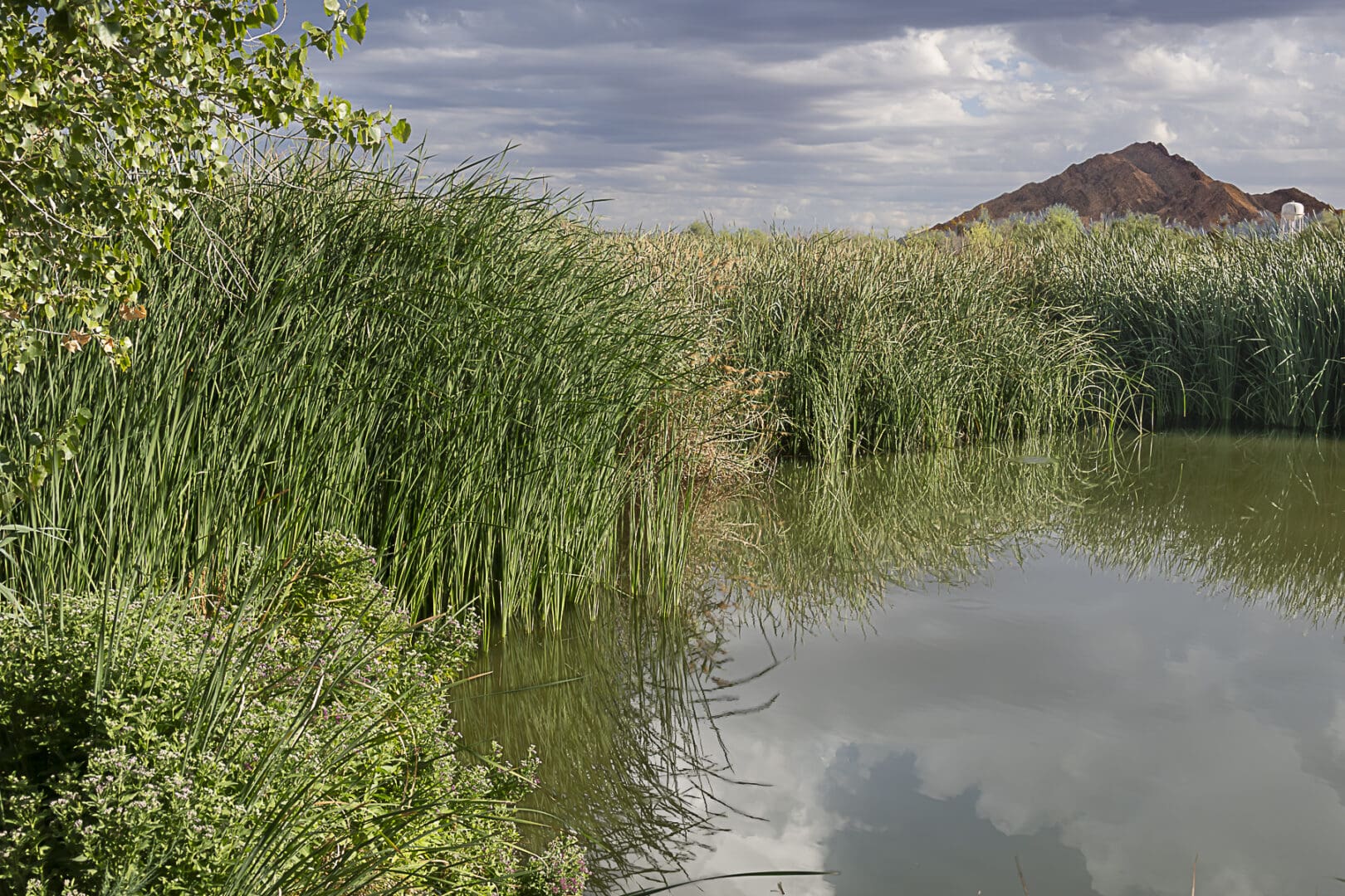 Quite Pond - Clayton Fox