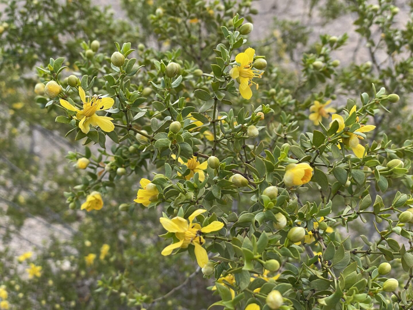 IMG_1510 Creosote Flower NShore WPF archive