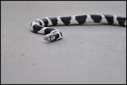 California Kingsnake Martini