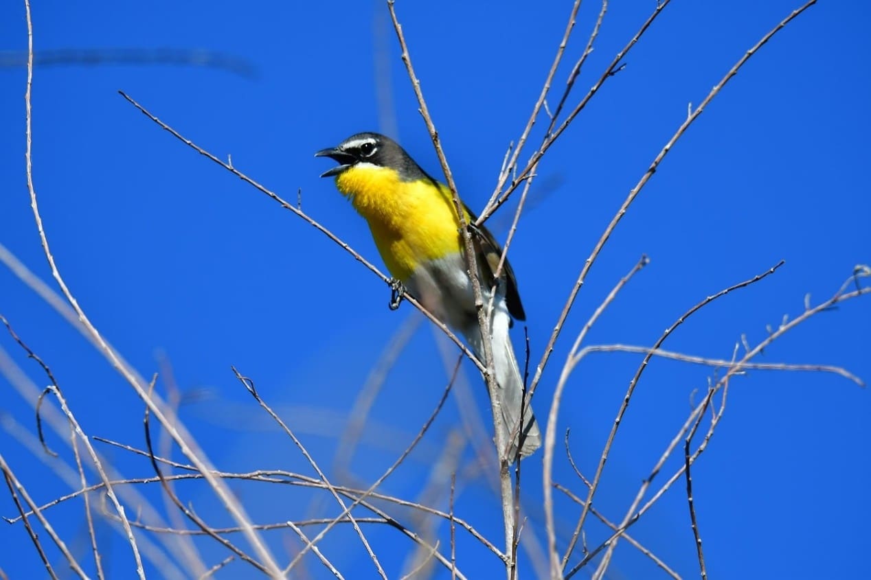 Yellow_breasted Chat Martini