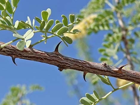 Catclaw Acacia Jim Boone, BirdandHike