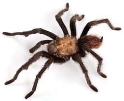 Desert Blond Tarantula male