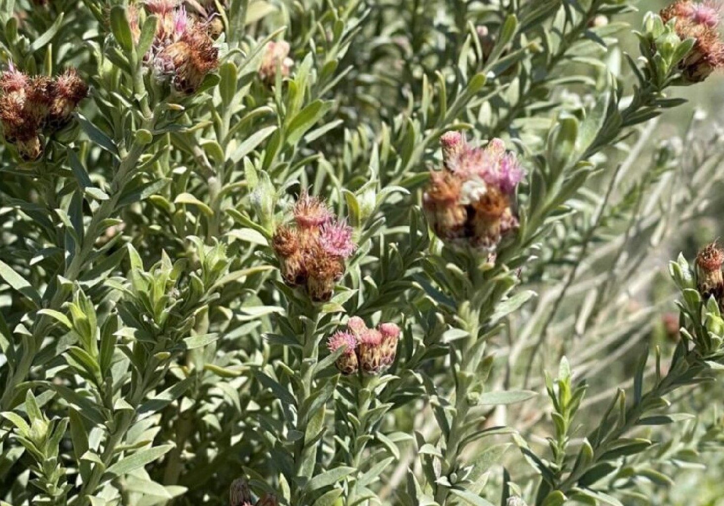 Green plant with pink and brown flowers.