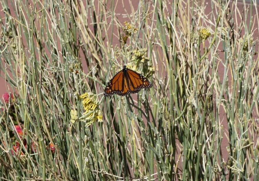 Butterfly on dry plants in sunlight.