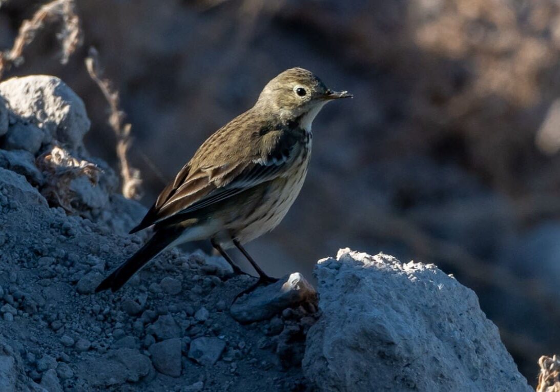 American Pipit Walker 01.24.2026