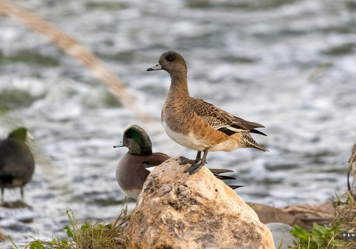 American Wigeon male and female Roy Ingram (1)