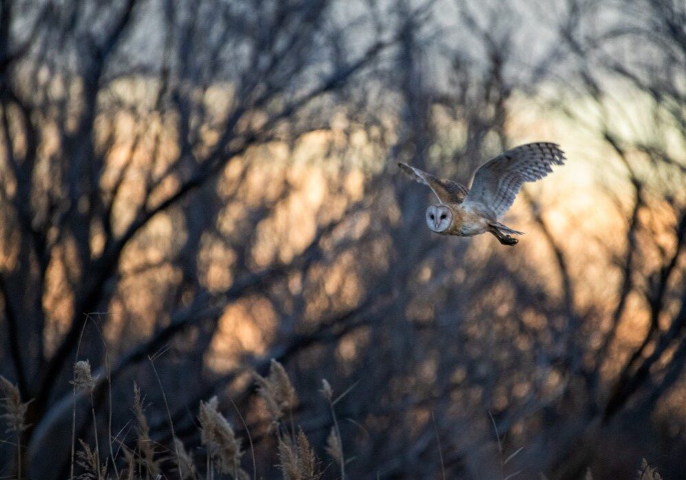 Wetlands Park Friends