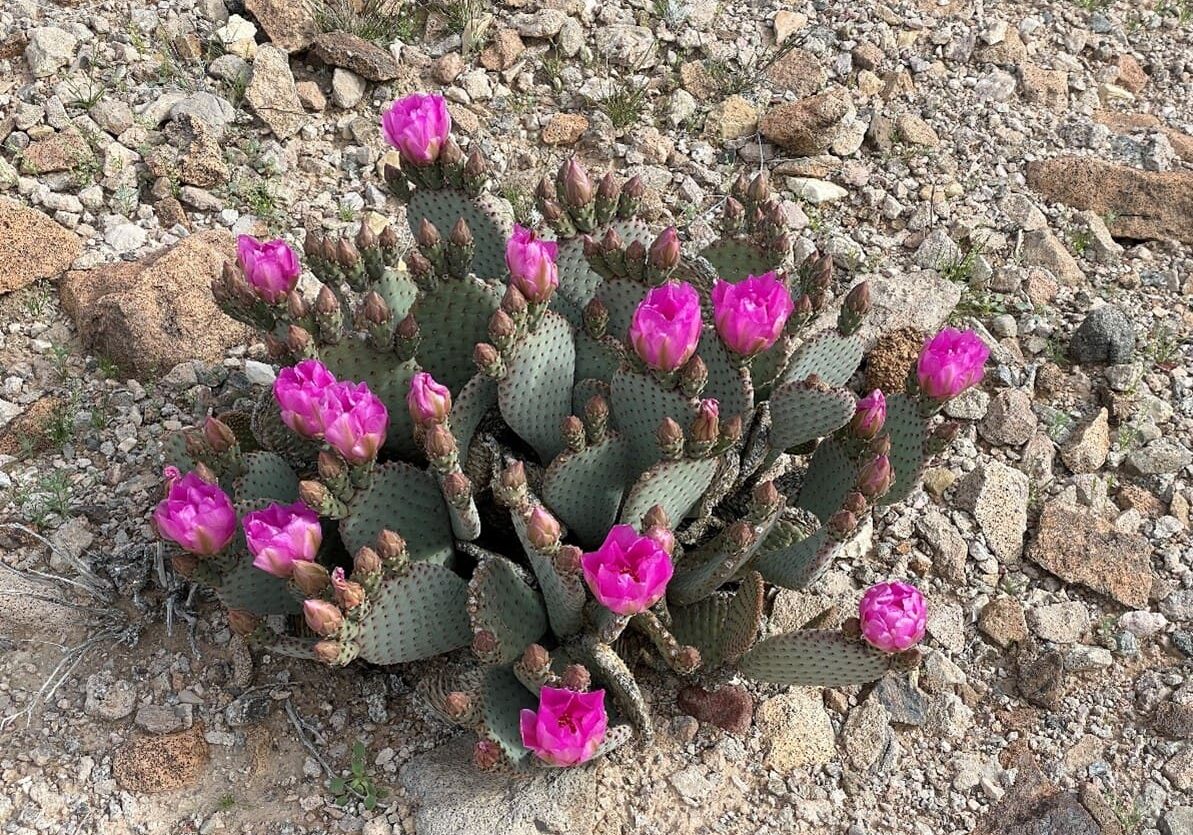 Beavertail Cactus Chris Leavitt
