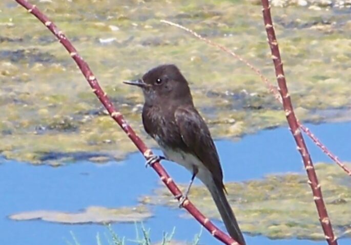 Black Phoebe sitting on a tree branch