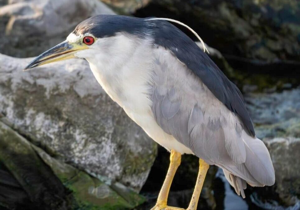 Black-crowned night heron standing on a rock.