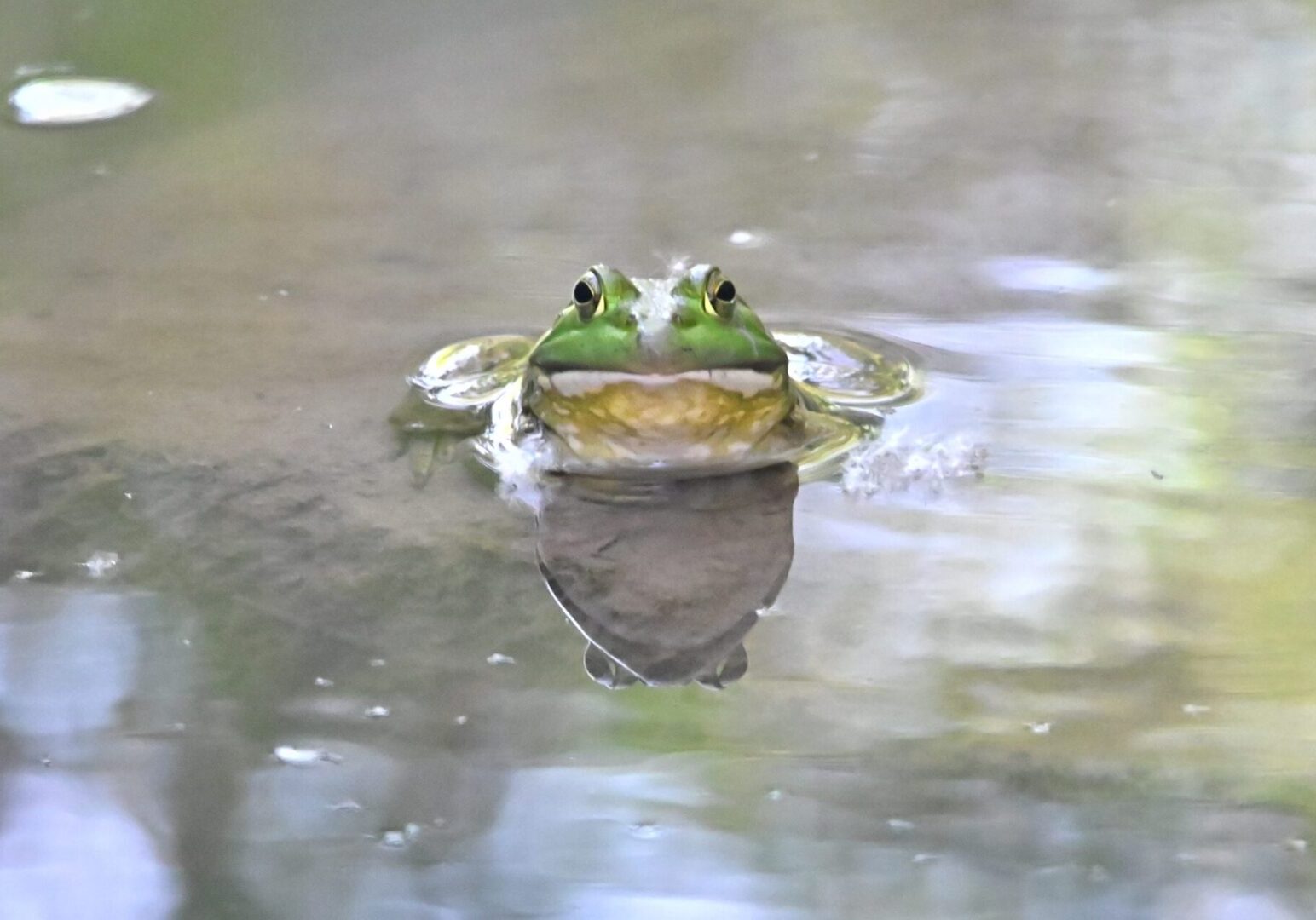 The American Bullfrog Martini in Water