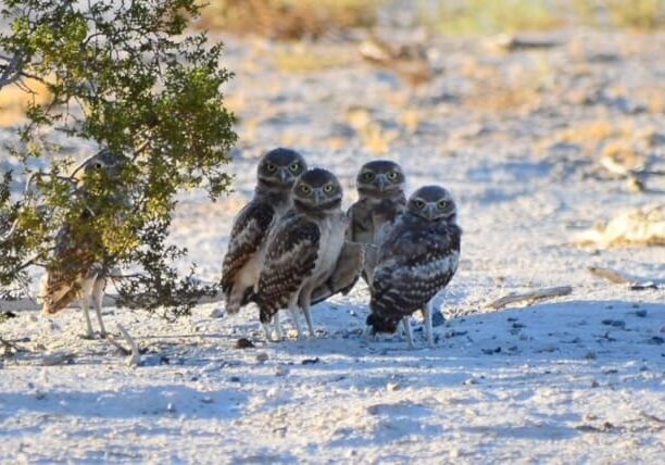 Burrowing Owls CC 01.06.2024 IMG_5403