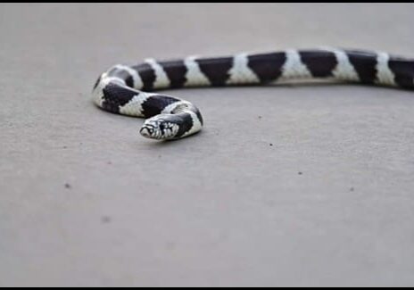 California Kingsnake Martini
