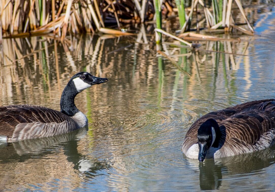 Canada Goose Gibe floating on the lake