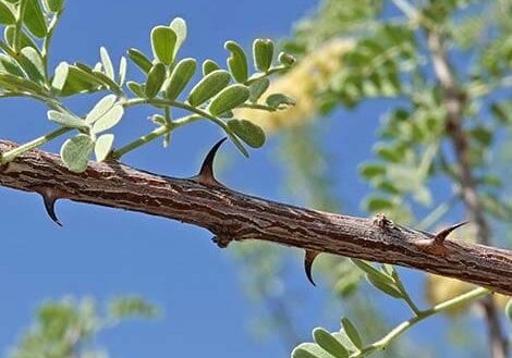 Catclaw Acacia Jim Boone, BirdandHike