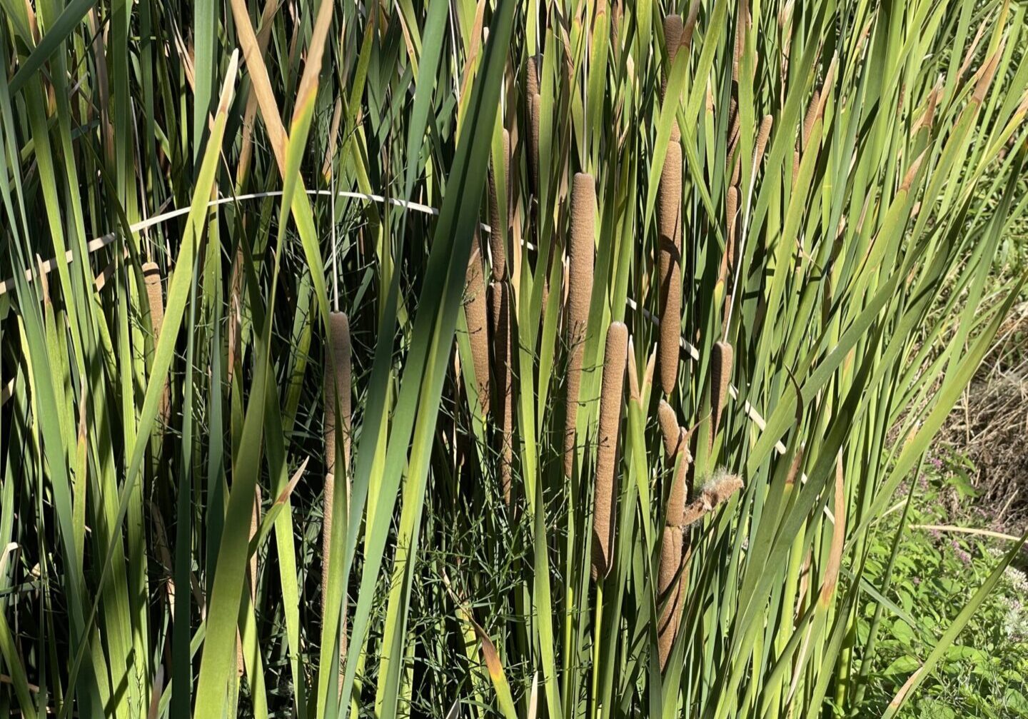 Cattail plant leaves with long stems