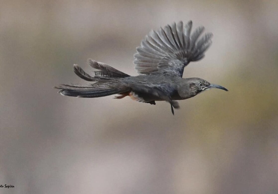 A bird in flight with its wings spread out.