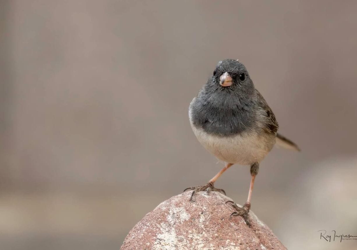 Dark-eyed Junco female Slate-Roy Ingram