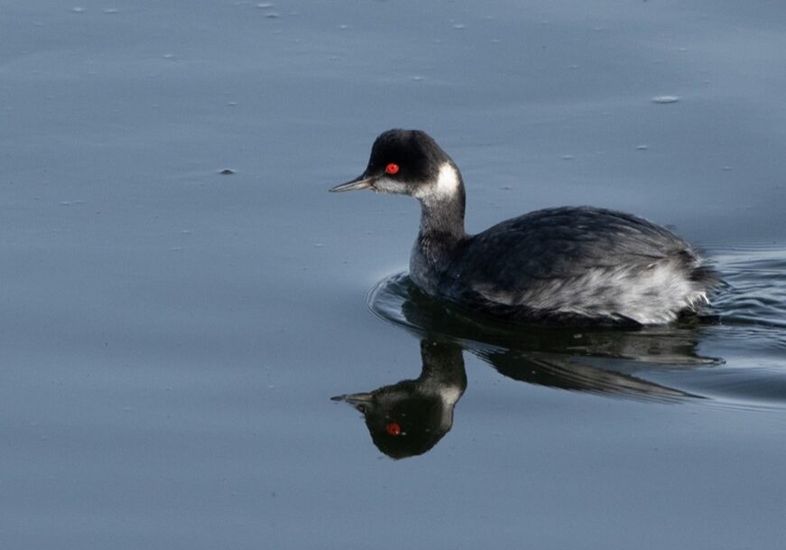 Eared Grebe Walker swimming on a lake