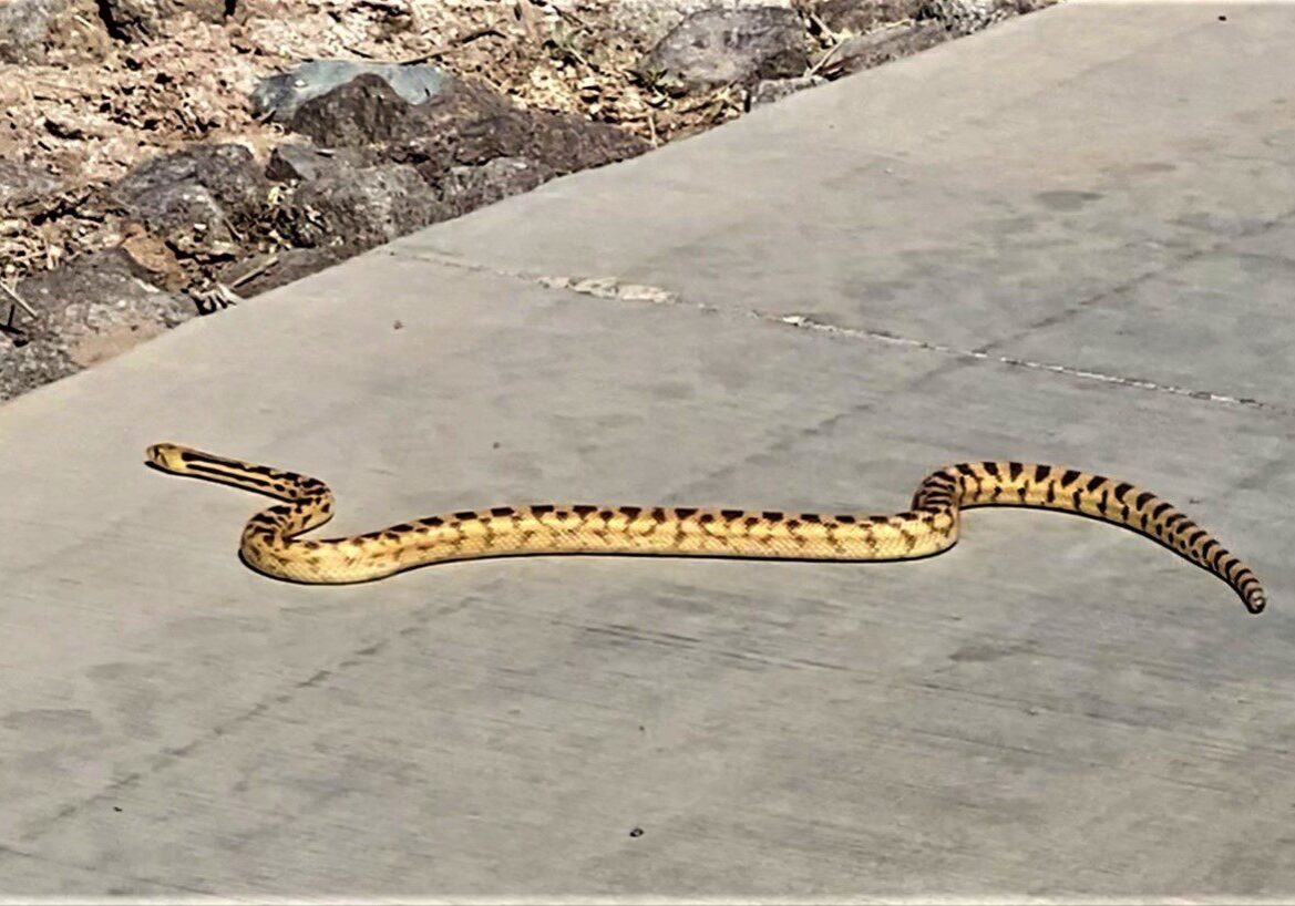 Gopher Snake Drake in yellow and black