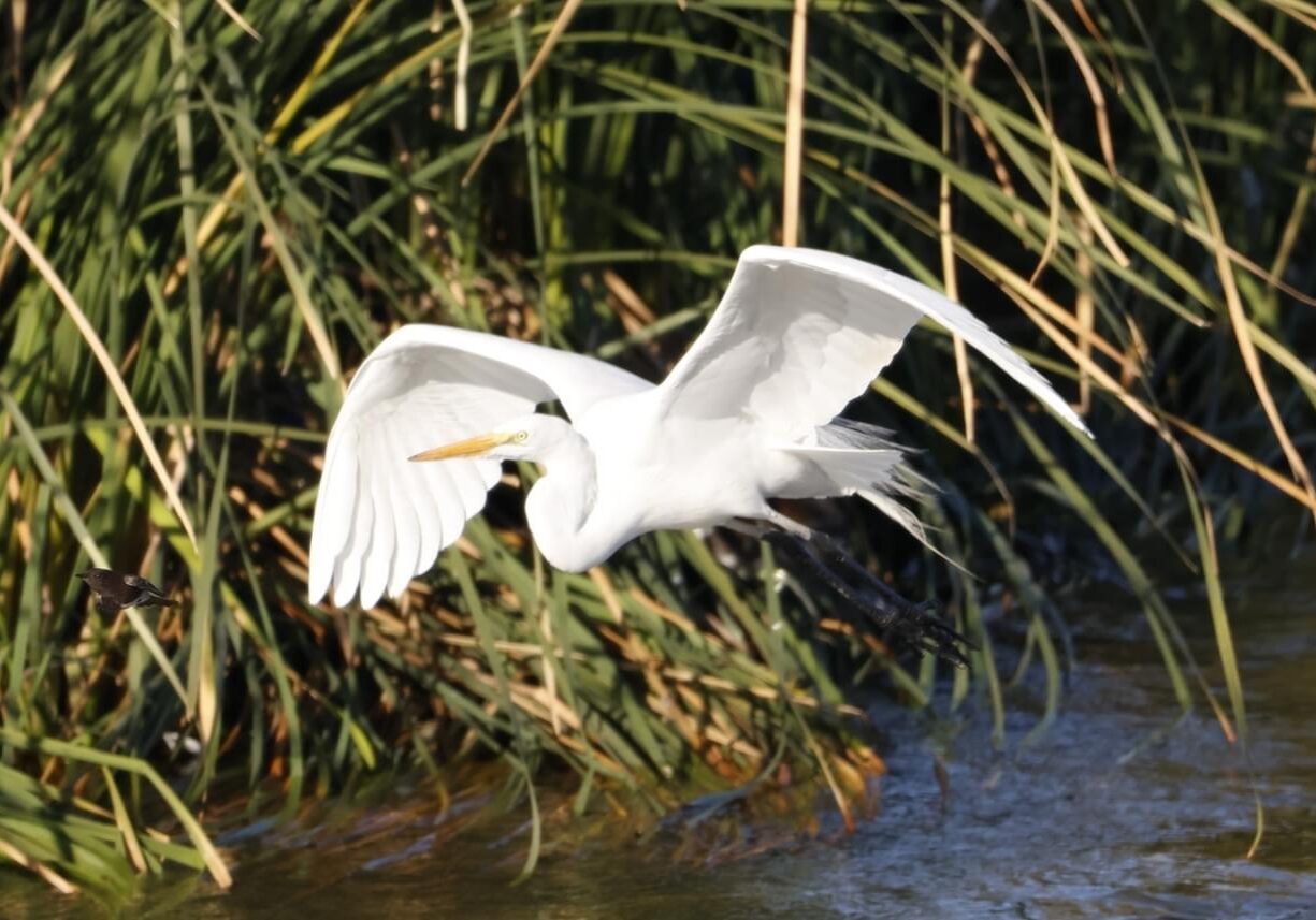 The Great Egret Flying over Pond