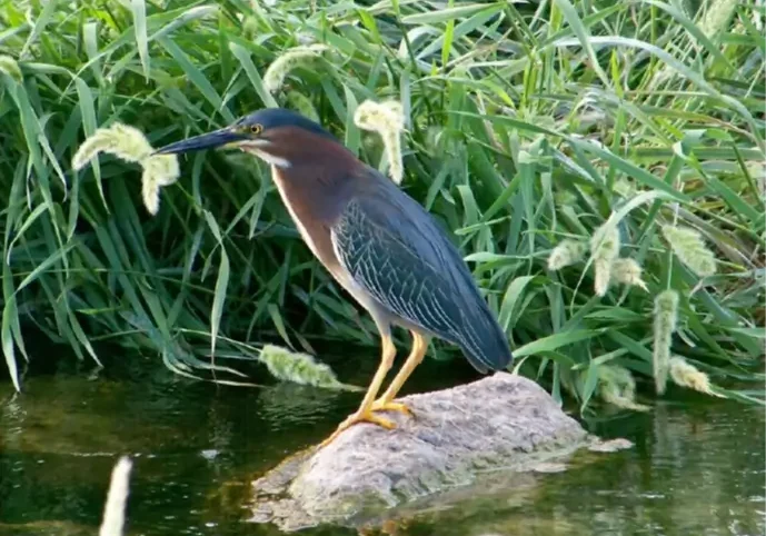 Heron Ron Bailey in Wetlands Park Friends Image