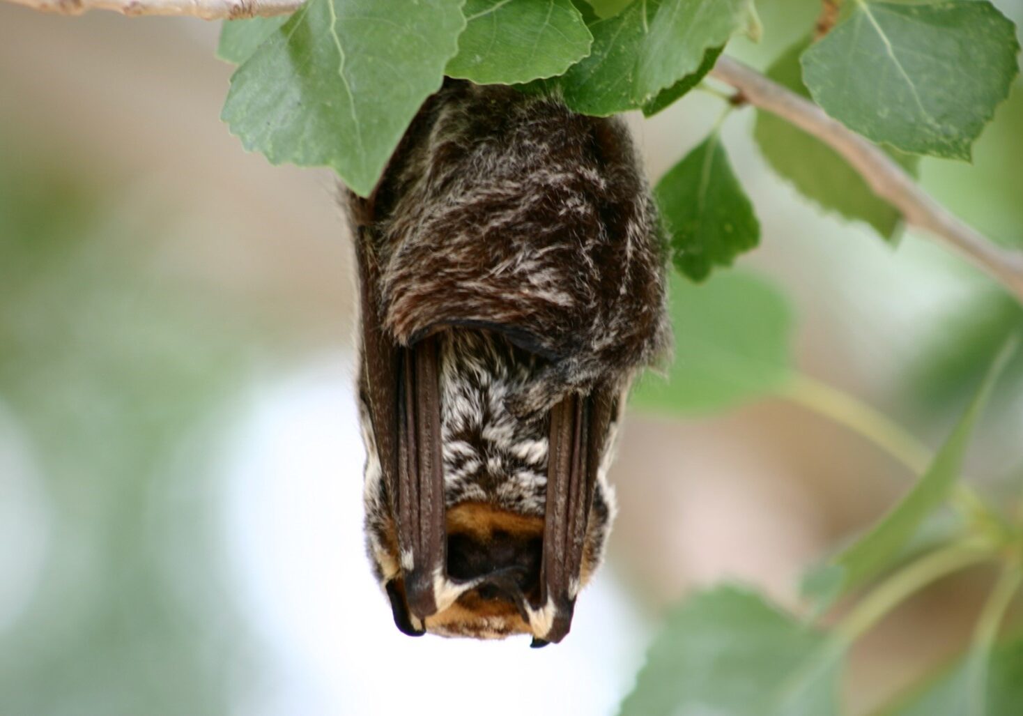 Hoary Bat Dana Bubp in Wetlands Park Friends Image