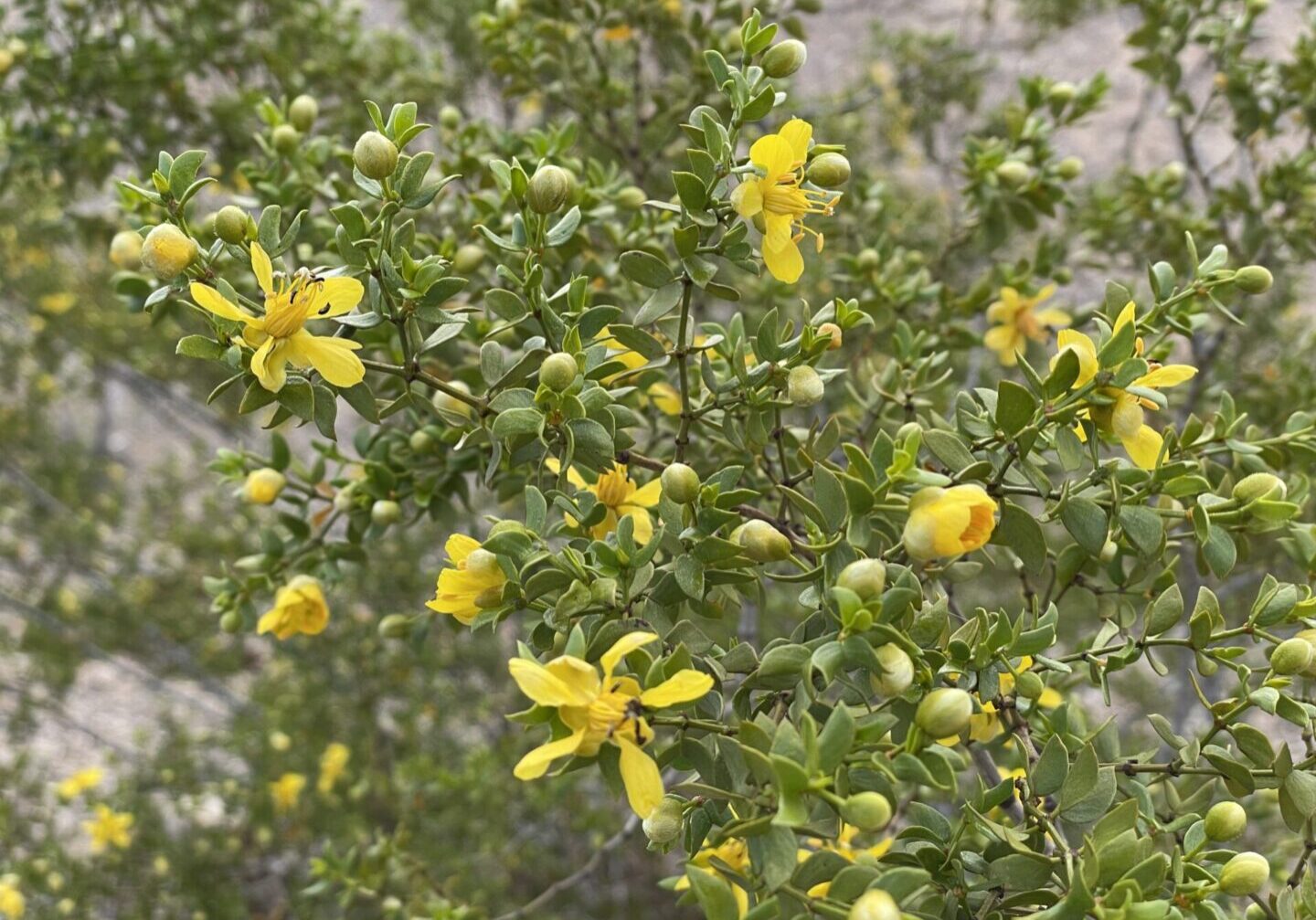 IMG_1510 Creosote Flower NShore WPF archive
