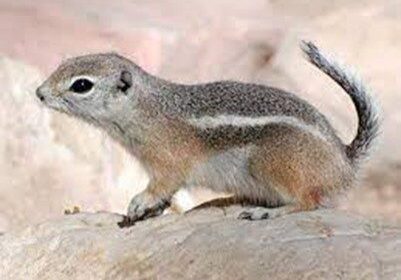 A small ground squirrel standing on a rock.