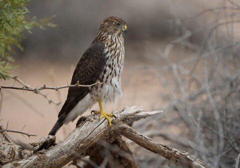 Juvenile Cooper Hawk Anonymous Photo