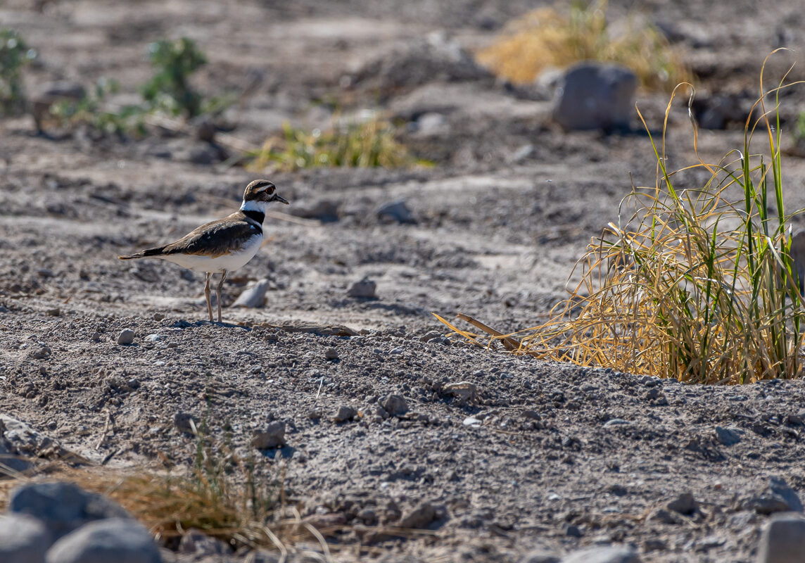 Killdeer Pablo Walker wandering alone