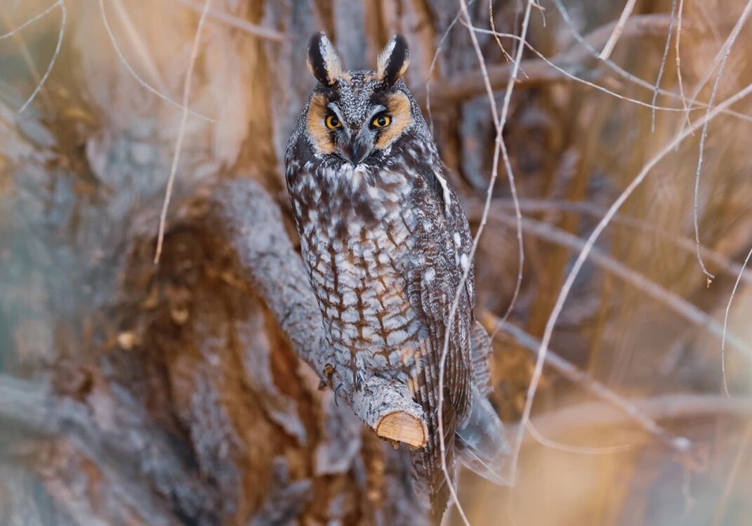 Long eared Owl Martini sitting on a branch