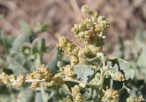 Male Quailbush Flowers in Wetlands Park Friends Image