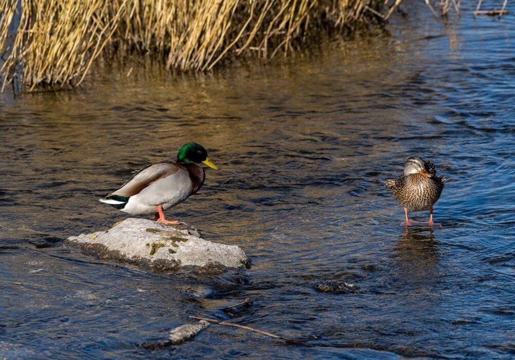 Mallard Walker