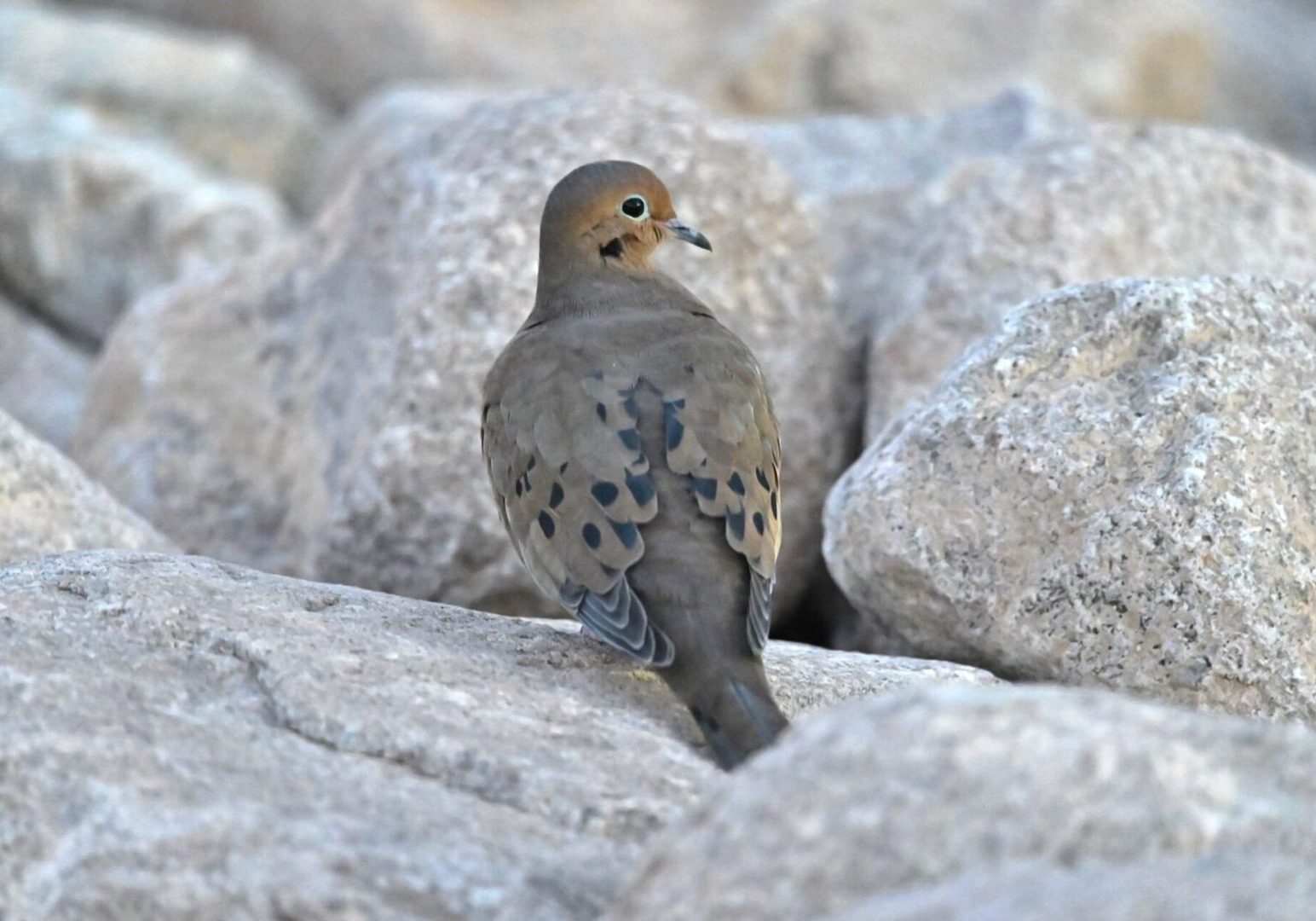 A brown dove standing on a large pile of rocks.