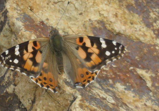 Painted lady butterfly on a rock.