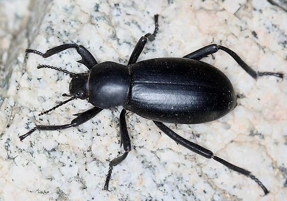 Pinacate Beetle in Wetlands Park Friends Image