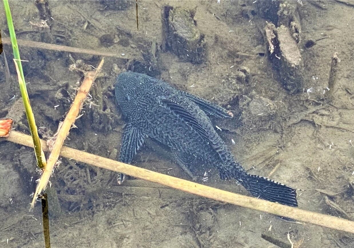 Wetlands Park Plecostomus Don Drake