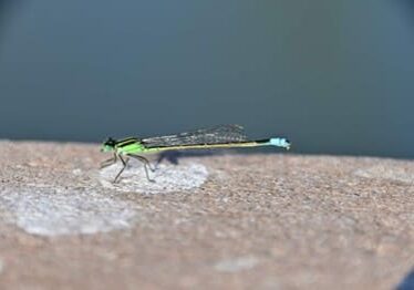 Green dragonfly resting on a stone surface.