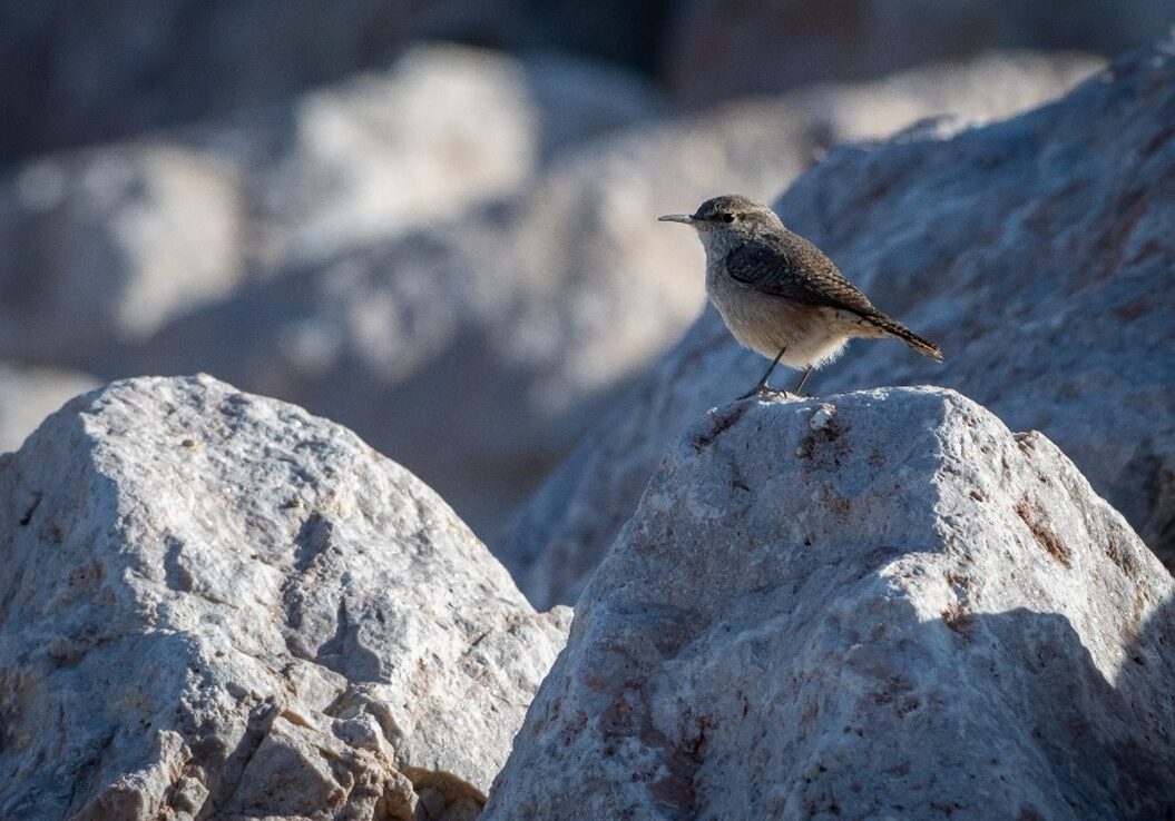 Wetlands Park Rock Wren