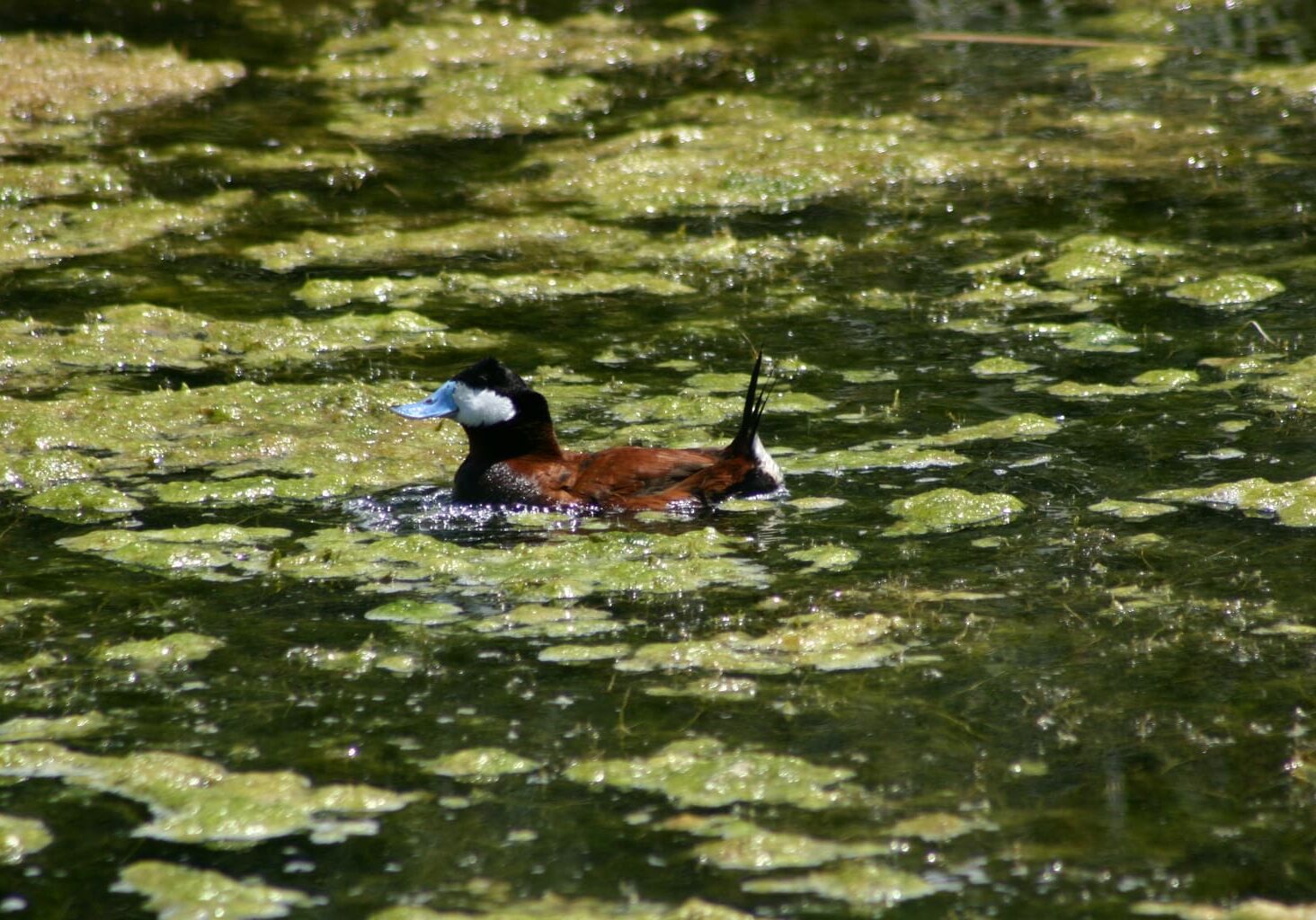 Duck swimming in a pond with algae.
