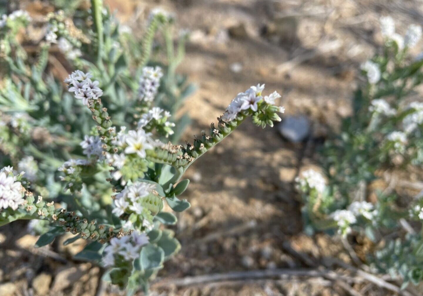 Wild Scorpion Flower in the desert