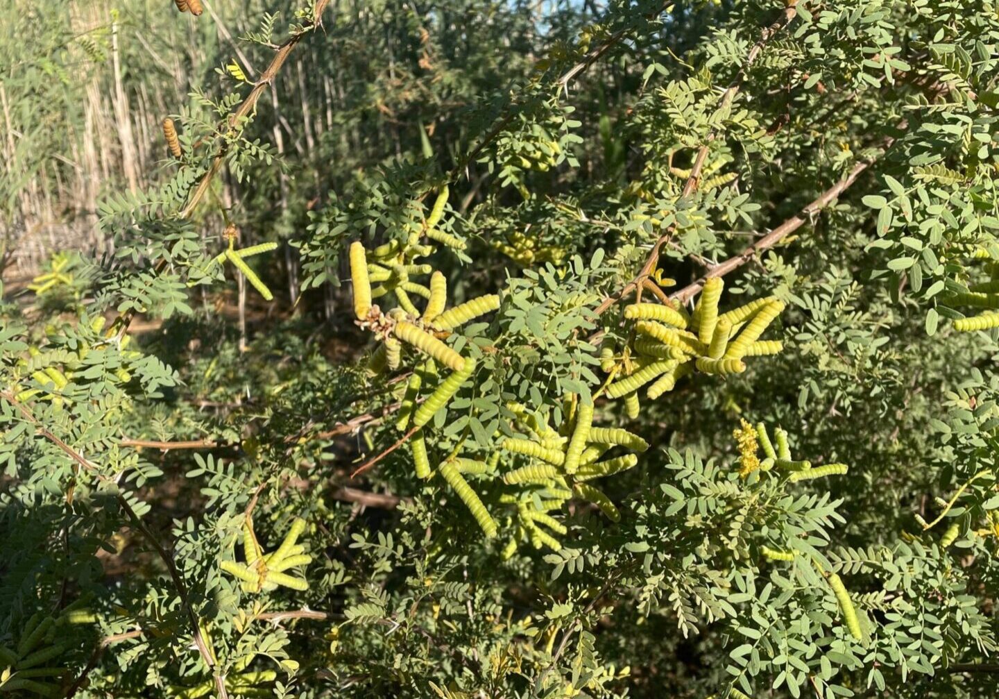 Wild Screwbean Mesquite with green leaves