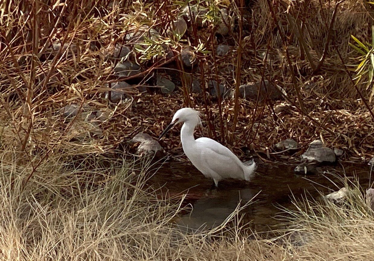 Snowy Egret