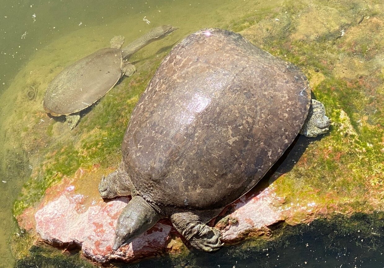 Texas Spiny Softshell Turtle Drake