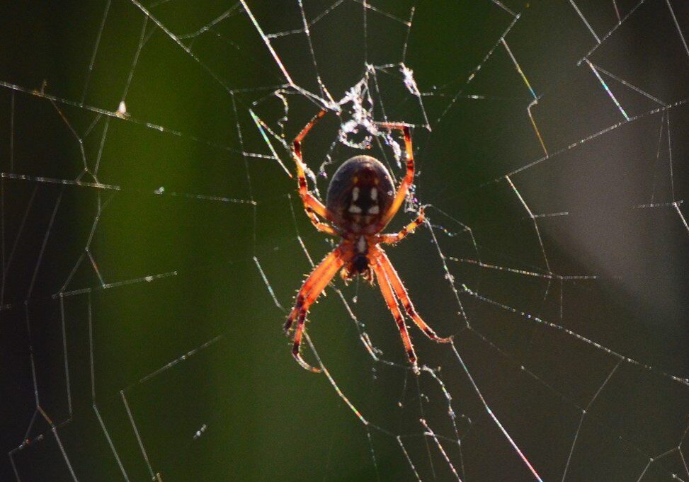 Spider in its web with green background.